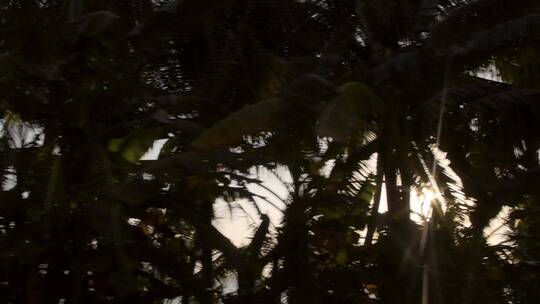 阳光穿过热带树木视频素材模板下载