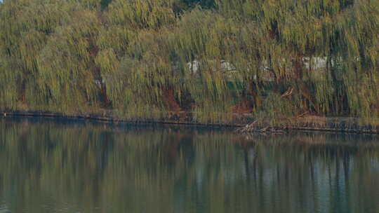 夕阳下的玉鸟集附近的河流公园
