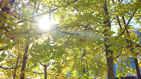 银杏秋天阳光银杏树银杏叶