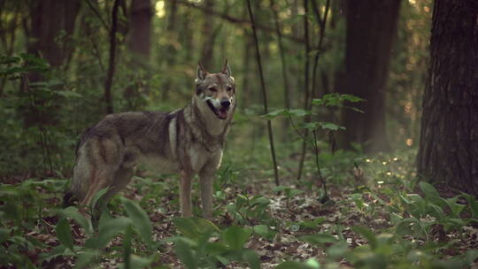 站在森林中的狼