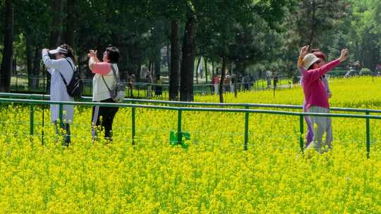 油菜花市民拍照跳舞