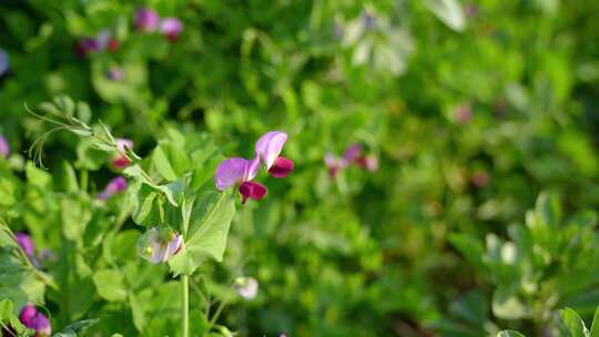 相机高清摄农村菜田豌豆花开