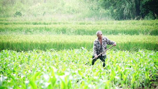 农民在玉米地用锄头松土除草视频素材模板下载