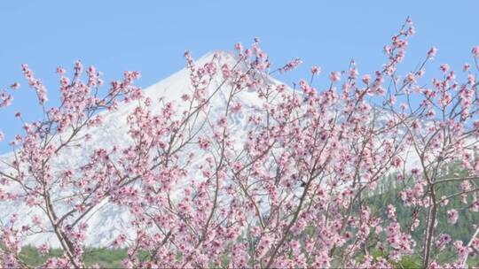 樱花背后的雪山