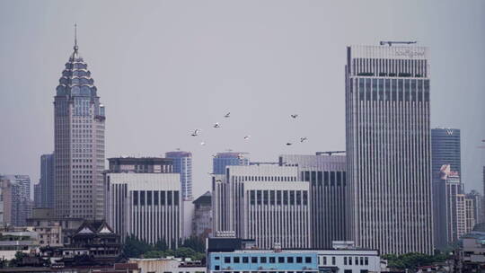 上海城市飞鸟视频素材模板下载