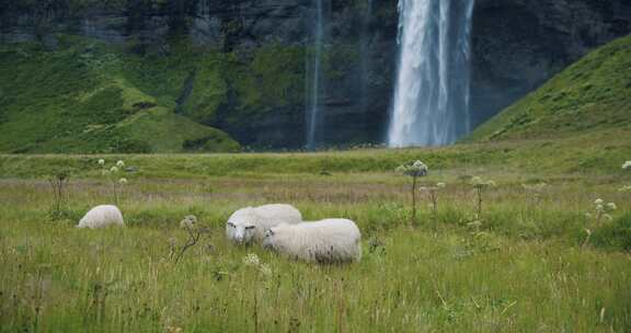 绵羊，Seljalandsfoss，瀑布