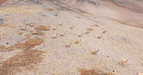 可可西里野生动物藏羚羊