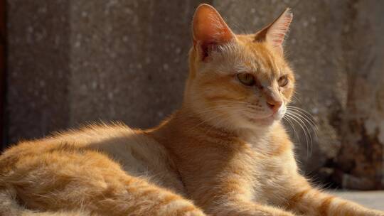 城市里街头一只流浪猫4K视频视频素材模板下载