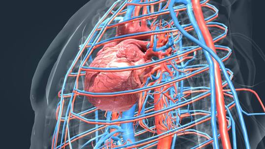 心脏 心血管系统 心跳 循环系统三维动画