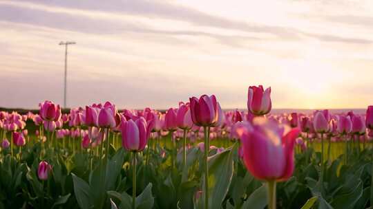 夕阳下成片的粉色郁金香花海