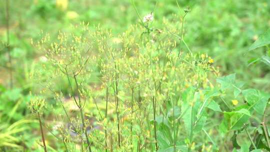 钻野紫菀 野菜 草本植物 菊科 顽固杂草