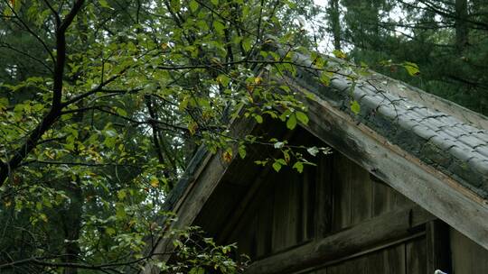 起脊青砖瓦房绿树枝下屋顶屋檐