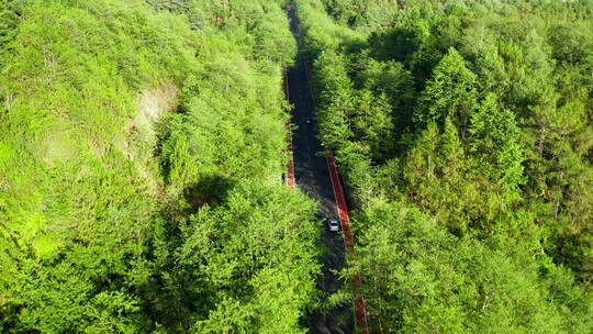 森林中的公路