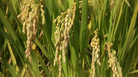 农田 水稻稻田 稻穗 水稻丰收 水稻生长视频素材模板下载
