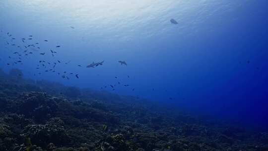 潜水艇，海洋，鲨鱼，海洋生物