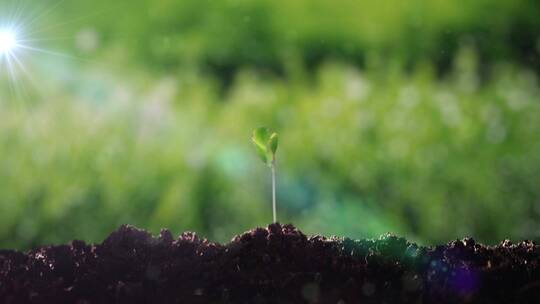 植物种子幼苗生根发芽成长延时