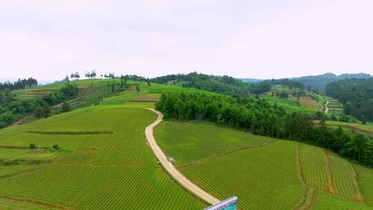 4k 中药材太子参种植基地素材