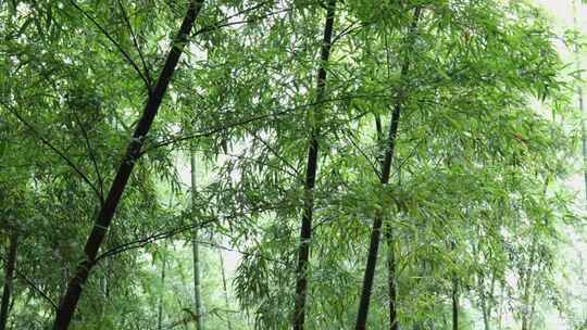 下雨天茂密的竹林枝叶繁茂生机勃勃的景象