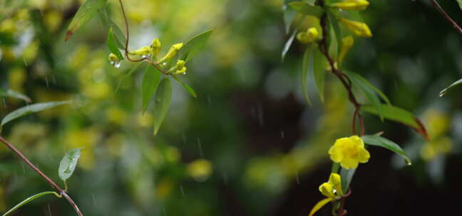 绿叶 嫩芽 细雨 2