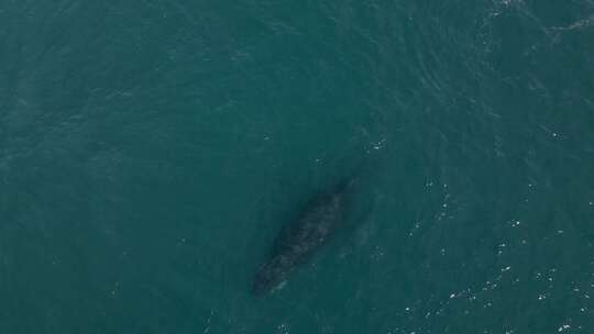 座头鲸家族突破水面再次潜水的航拍
