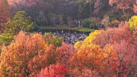 南京钟山风景区音悦台秋景