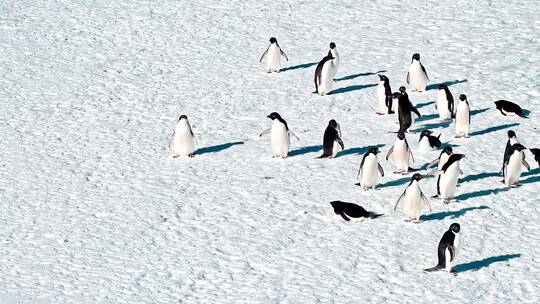 企鹅在雪地里行走