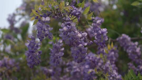 紫藤花花朵花瓣花开绽放盛开
