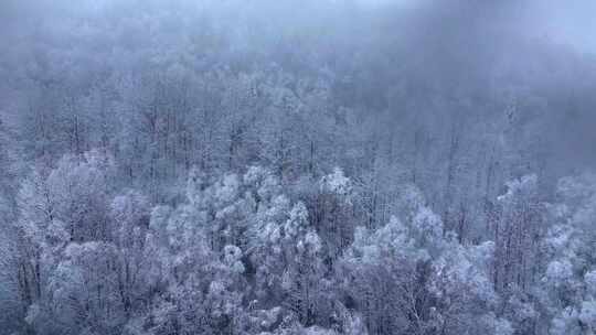 东北冬天暴雪大雪中的林海雪原