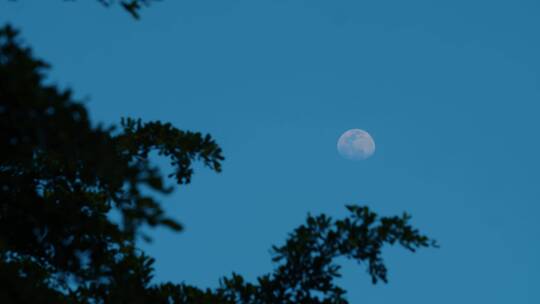 实拍唯美傍晚月亮与风中的树影4k视频素材视频素材模板下载