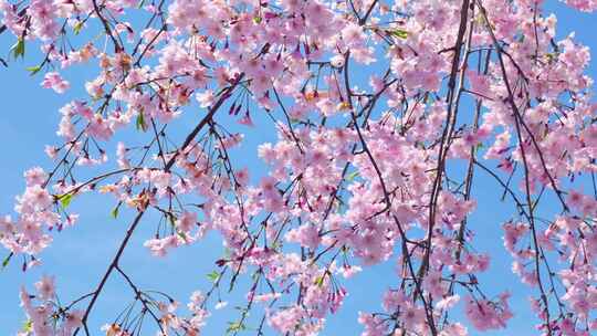 春天阳光下的樱花花朵花瓣