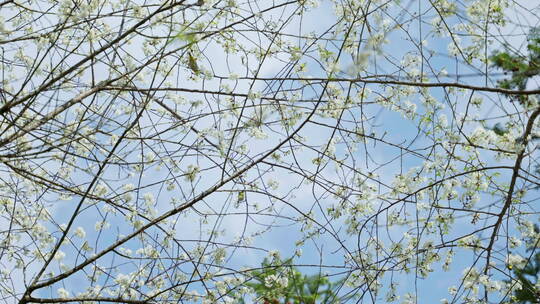 蓝天下唯美的白色樱花和树上的鸟儿