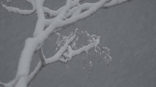 冬天雪景 下雪空镜