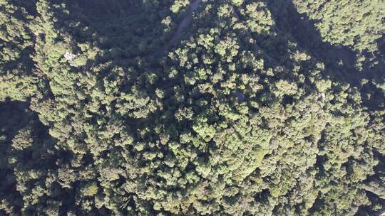 俯拍绿色植物森林天然氧吧鼎湖山航拍