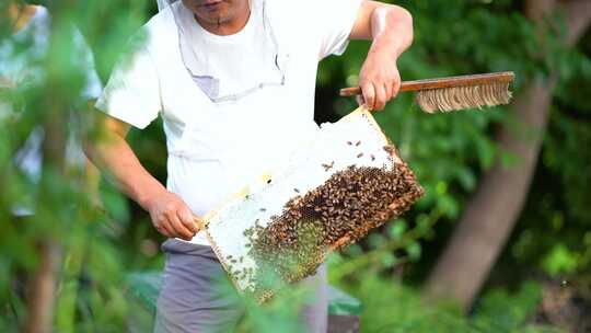 蜜蜂 养蜂人