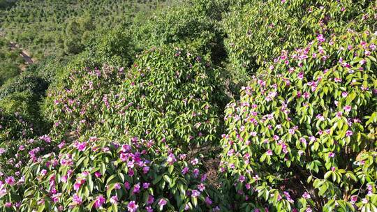 农业种植茶树茶籽园航拍