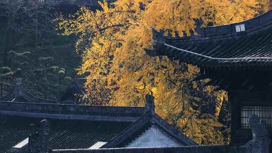 航拍古寺千年银杏秋景西安古观音禅寺