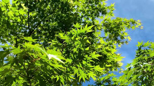 春天阳光下生长的绿色枫树枝叶随风摆动视频素材模板下载
