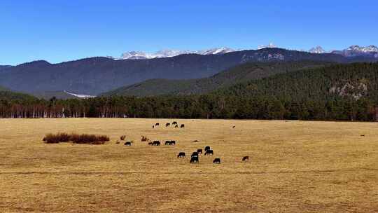 航拍雪山高原的牧场放牧牛群