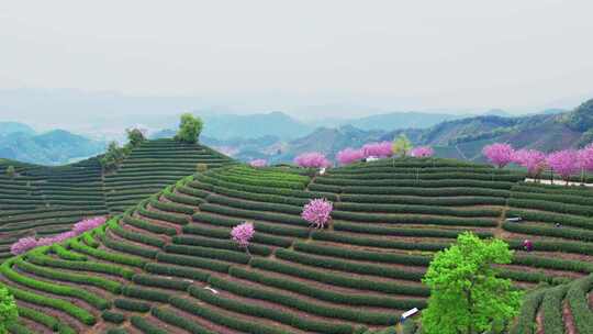 杭州富阳拔山春天樱花茶园风景航拍