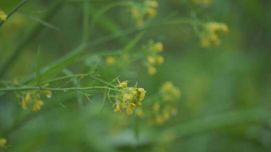 春天，嫩芽，春雨淋树叶，雨中的小鸟，李花