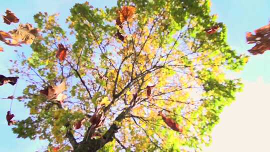 秋天的颜色-秋树落叶