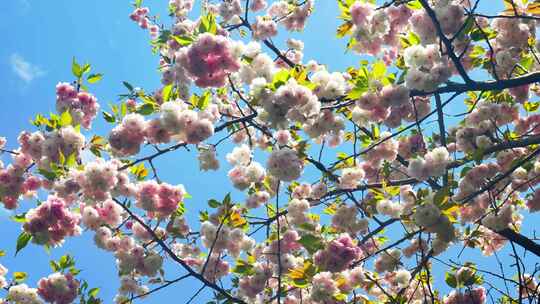 春天阳光下的樱花花朵花瓣