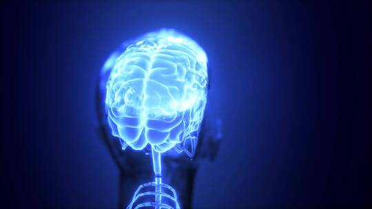 人体大脑3D展示