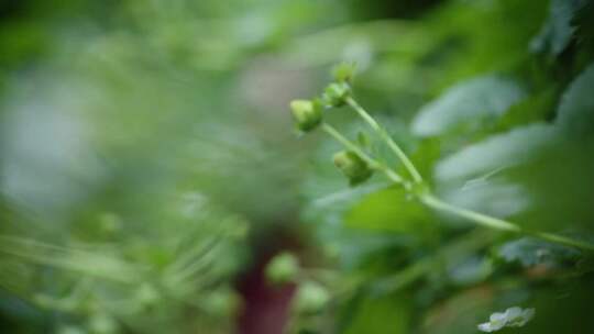 草莓农场 摘草莓 果农 草莓  草莓采摘 生态