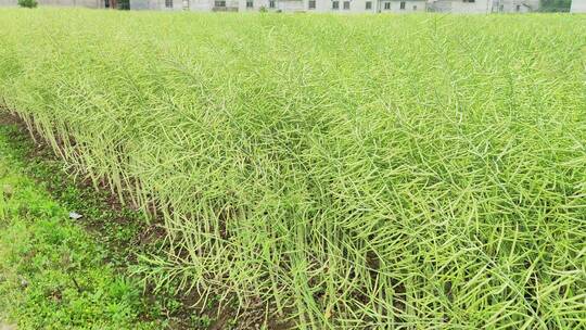 农村房屋花草树木绿色植物菜园