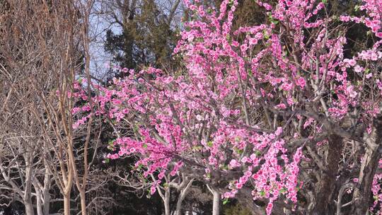 雪中桃花梅花腊梅 ~