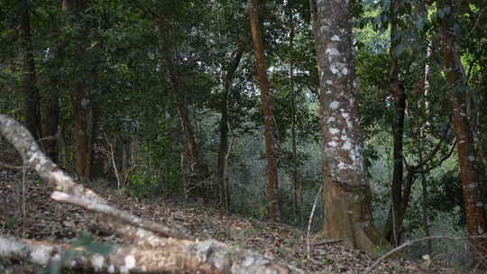 热带雨林森林山林树林