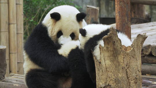 大熊猫一家宝宝和妈妈一起玩耍