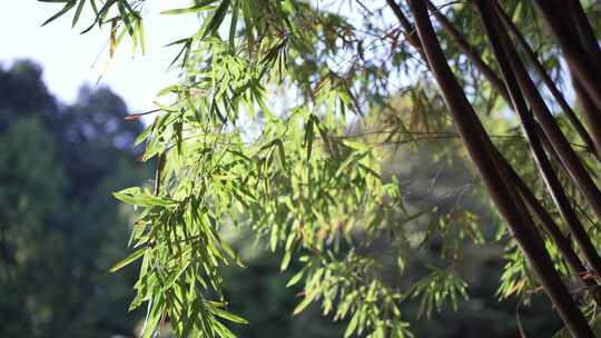 春天阳关透过竹林竹叶风吹竹叶竹林光影