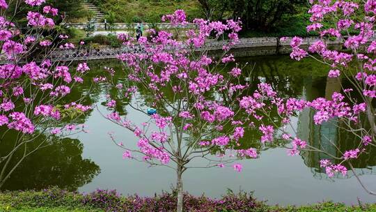 近景空镜头风铃花